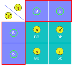 The punnett square is a diagram that is used to predict an outcome of a particular cross or breeding experiment. Punnett Squares Examples Diagrams Expii