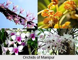 Image result for Pentanema indicum