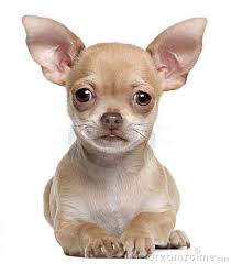 Het Puppy Van Chihuahua 2 Maanden Oud Het Liggen Chihuahua Hond Decoraties Hond Gedenkteken