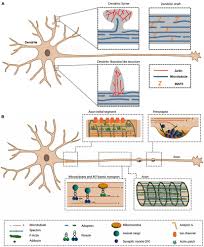 5th grade science and biology. Frontiers Direct Visualization Of Actin Filaments And Actin Binding Proteins In Neuronal Cells Cell And Developmental Biology