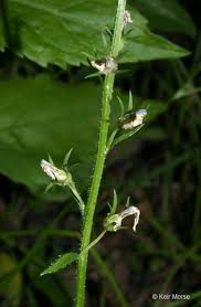 Image result for Lobelia lobata