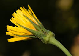 Image result for Crepis