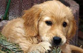 Breeders of both goldendoodles and golden retrievers for over 30 years, morningstar farms treats their dogs as part of the family because they believe this makes them even better companions. Golden Retriever Faq Totally Goldens
