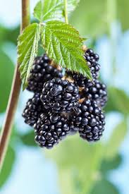 Blackberry is a software company specializing in enterprise software, internet of things (iot) and cyber security. Wild Blackberry Plants For Sale Lowest Pricing Online