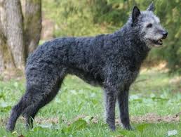 De hollandse herder langhaar is een intelligente, zelfstandig en trouwe gezinshond die somber in zijn uiterlijk voorkomen is. Welkom Bij Kennel Vdzilverstroom Nl