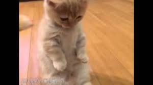 Namaz Kilan Kedi Youtube