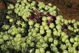 Image result for Grielum