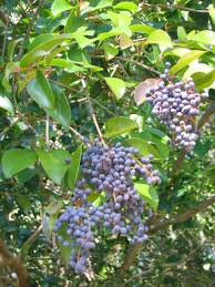 Image result for Ligustrum lucidum
