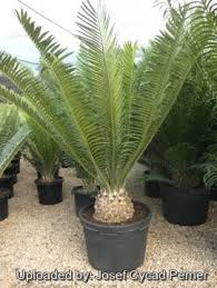 Image result for Encephalartos gratus