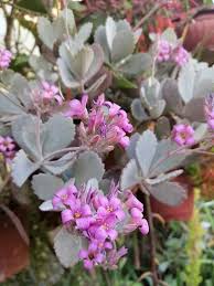 Kalanchoe Pumila Planting Succulents Succulents Plants