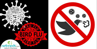 Tell your doctor if you've been to a country where there. Bird Flu Outbreak Know About The Infectious Avian Influenza And Whether It Can Infect Humans