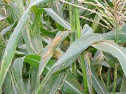 We did not find results for: What S Wrong With My Plant Garden University Of Minnesota Extension