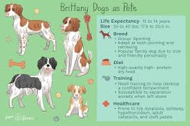 The name brittany is taken from the brittany region in northwestern france where the dog originated. Brittany Full Profile History And Care
