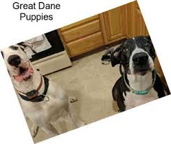A great dane was breed to work, to chase and catch boars. Great Dane Dogs For Sale In El Paso Agriseek Com