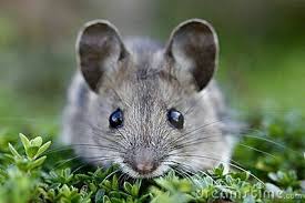 Cute Mouse Pet Mice Animals Beautiful Mammals