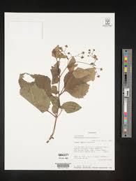 Image result for Adenostemma mauritianum