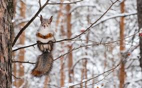 Der name des ordners sollte den inhalt beschreiben, so dass du ihn später leicht wieder finden kannst. Bilder Von Hornchen Winter Ast Ein Tier