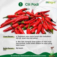 Tahap umur cili paling sesuai untuk dituai adalah apabila 80 peratus daripada cili yang matang sudah mencapai warna kirau (warna hijau bertukar sedikit merah). Jom Menaman Antara Baja Milagro Original Kelantan Facebook