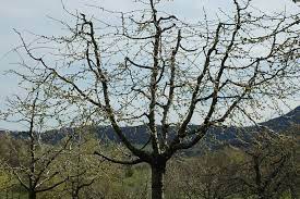 Schneidet man einen baum im winter, der eigentlich nicht noch größer werden soll, kann man ihn im sommer einfach nochmal schneiden. Anleitung Zum Obstbaumschnitt Nabu