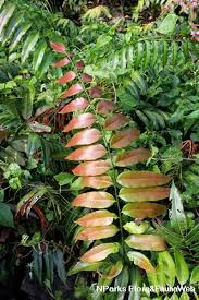 Image result for Stenochlaena