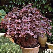 Roter Facher Ahorn Container Gardening Container Gardening Flowers Container Gardening For Beginners Container Garden In 2020 Plants Container Plants Planting Pots