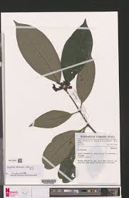 Image result for Psydrax mutimushii