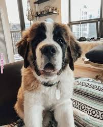 Dog Beethoven Is That You In 2020 Cute Baby Animals Cute Dogs Puppies