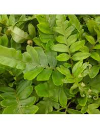 Image result for Blechnum tabulare