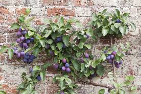 Growing up to 10 meters tall it's a deciduous tree, and the canopy of foliage provides welcome shade in hot tropical regions. Best Fruit Trees For Small Gardens Dwarf Fruit Trees For Patio Balcony