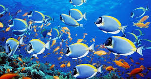 لماذا لا تستطيع أسماك المياه العذبة البقاء على قيد الحياة في المياه المالحة والعكس