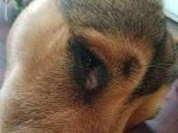 One Day My Dog Started To Scratch His Eye Then I Noticed That His Eye Was A Bit Swollen His Eye Started To Water A Bunch Leaving A Petcoach