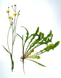 Cat's ear dandelion (hypochaeris radicata) is a perennial weed that is similar to common dandelion. Hypochaeris Glabra Rightplants