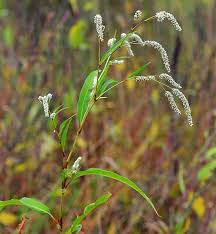 Image result for Persicaria lapathifolia