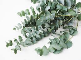 Discover thousands of premium vectors available in ai and eps formats. Hd Wallpaper Botanical Urban Gardening Minimalism Nordic Scandinavian Wallpaper Flare