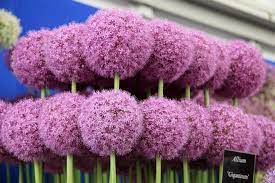 Rhs Chelsea Flower Show 2021 In London Dates Chelsea Flower Chelsea Flower Show Flower Show