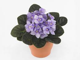 Image result for Saintpauliopsis lebrunii