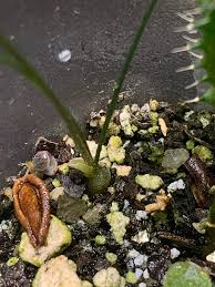 Image result for Litanthus pusillus