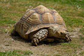 Photo Of A Mediterranean Spur Thighed Tortoise Walking In The