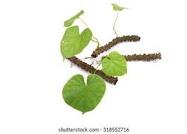 Image result for Tinospora fragosa