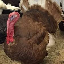 Pin On Turkeys Pheasants