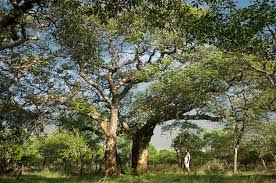 Image result for Schinziophyton rautanenii