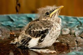 Baby bird with no hair. What To Do If You Find A Baby Bird