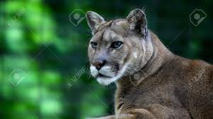 Eines von 26.951 lustigen bildern bei lustich.de. Berglowen Oder Puma Puma Concolor Lizenzfreie Fotos Bilder Und Stock Fotografie Image 14574674