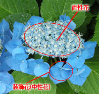 庭木 花木 アジサイ 134 Garden