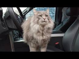 17 Nanny Going On Vacation Youtube Cats Cat Walk Unusual Animal Friendships