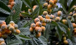 Loquat trees will benefit from regular pruning. How To Grow A Loquat Tree For Big Harvests Epic Gardening