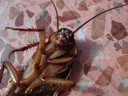 What do palmetto bugs eat? When Cockroaches Take Flight How To Get Rid Of Palmetto Bugs Proactive Pest Control
