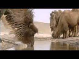 The story of the weeping camel is a 2003 german docudrama distributed by thinkfilm. The Story Of The Weeping Camel Trailer Mongolia Avi Youtube