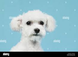 Maltese dog sitting hi-res stock photography and images