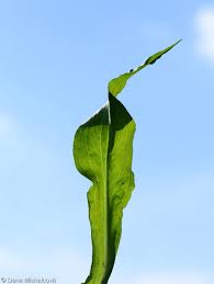 Image result for Pseudopodospermum hispanicum